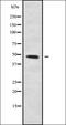 Signal Transducing Adaptor Family Member 2 antibody, orb336270, Biorbyt, Western Blot image 