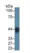 Indoleamine 2,3-Dioxygenase 1 antibody, LS-C663129, Lifespan Biosciences, Western Blot image 