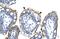 Zinc Finger HIT-Type Containing 6 antibody, PA5-40930, Invitrogen Antibodies, Immunohistochemistry frozen image 