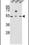 Apolipoprotein A4 antibody, PA5-14544, Invitrogen Antibodies, Western Blot image 