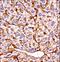 Eukaryotic Translation Initiation Factor 2 Alpha Kinase 4 antibody, LS-C164371, Lifespan Biosciences, Immunohistochemistry frozen image 