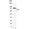 Myelin Associated Glycoprotein antibody, R30843, NSJ Bioreagents, Western Blot image 