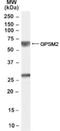 G Protein Signaling Modulator 2 antibody, NB100-57096, Novus Biologicals, Western Blot image 