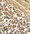 CD33 Molecule antibody, LS-C97823, Lifespan Biosciences, Immunohistochemistry frozen image 