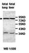 Zinc Finger CCCH-Type Containing 12B antibody, orb77481, Biorbyt, Western Blot image 