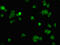 Tubulin Delta 1 antibody, LS-C673807, Lifespan Biosciences, Immunofluorescence image 