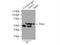 BAG family molecular chaperone regulator 1 antibody, 19064-1-AP, Proteintech Group, Immunoprecipitation image 