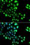 Small Ubiquitin Like Modifier 4 antibody, orb373630, Biorbyt, Immunocytochemistry image 