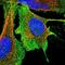 Aquaporin 1 (Colton Blood Group) antibody, NBP1-84488, Novus Biologicals, Immunofluorescence image 