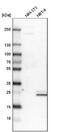 Catechol-O-Methyltransferase antibody, NBP1-85818, Novus Biologicals, Western Blot image 