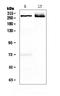 MAP2 antibody, A01201, Boster Biological Technology, Western Blot image 