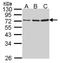 Granzyme A antibody, NBP2-16736, Novus Biologicals, Western Blot image 