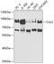 Cullin 2 antibody, 19-576, ProSci, Western Blot image 