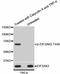 Eukaryotic Translation Initiation Factor 2 Alpha Kinase 2 antibody, STJ113513, St John