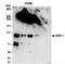 Tripartite Motif Containing 28 antibody, NBP2-32071, Novus Biologicals, Immunoprecipitation image 