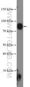 Bridging Integrator 2 antibody, 14245-1-AP, Proteintech Group, Western Blot image 