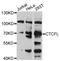 CCCTC-Binding Factor Like antibody, STJ26204, St John