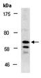 Olfactomedin Like 2A antibody, orb67211, Biorbyt, Western Blot image 