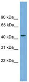 Zinc Finger Protein 620 antibody, TA339819, Origene, Western Blot image 