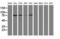 Ubiquitin Specific Peptidase 5 antibody, LS-C784709, Lifespan Biosciences, Western Blot image 