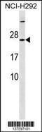 Mitochondrial Ribosomal Protein S23 antibody, 59-825, ProSci, Western Blot image 