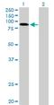 Ring Finger Protein 10 antibody, H00009921-B02P, Novus Biologicals, Western Blot image 