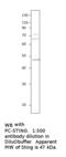 Cyclic GMP-AMP Synthase antibody, MBS540684, MyBioSource, Western Blot image 