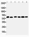 Monoamine Oxidase B antibody, LS-C312802, Lifespan Biosciences, Western Blot image 