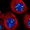 EBNA1 Binding Protein 2 antibody, HPA026512, Atlas Antibodies, Immunofluorescence image 