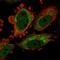 Tubulin Delta 1 antibody, HPA027090, Atlas Antibodies, Immunofluorescence image 