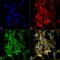 Citrulline antibody, MA5-27574, Invitrogen Antibodies, Immunofluorescence image 