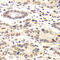 Cyclin C antibody, 22-301, ProSci, Immunohistochemistry paraffin image 