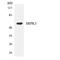 SRSF Protein Kinase 3 antibody, LS-C200723, Lifespan Biosciences, Western Blot image 