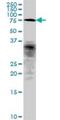 Coiled-Coil Domain Containing 93 antibody, H00054520-B01P, Novus Biologicals, Western Blot image 