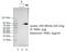 Premelanosome Protein antibody, ARP46802_T100, Aviva Systems Biology, Immunoprecipitation image 