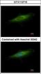 Lysosomal Associated Membrane Protein 3 antibody, GTX112715, GeneTex, Immunocytochemistry image 