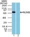 NUMB Endocytic Adaptor Protein antibody, PA5-23486, Invitrogen Antibodies, Western Blot image 