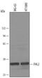 Four And A Half LIM Domains 2 antibody, AF4758, R&D Systems, Western Blot image 