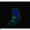 Lipocalin 1 antibody, LS-C814055, Lifespan Biosciences, Immunofluorescence image 