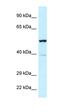 Activity Regulated Cytoskeleton Associated Protein antibody, orb324507, Biorbyt, Western Blot image 