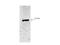 MTS antibody, A06481, Boster Biological Technology, Western Blot image 