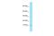 S100 Calcium Binding Protein A5 antibody, PA5-70222, Invitrogen Antibodies, Western Blot image 