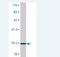 Homeobox protein Nkx-2.3 antibody, H00159296-M02, Novus Biologicals, Western Blot image 