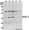 AHSA1 antibody, A05733T183, Boster Biological Technology, Western Blot image 