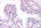 ETS Transcription Factor ERG antibody, MBS240205, MyBioSource, Immunohistochemistry frozen image 