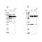 Large 60S Subunit Nuclear Export GTPase 1 antibody, PA5-58070, Invitrogen Antibodies, Western Blot image 