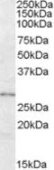 Lysophospholipase Like 1 antibody, MBS421619, MyBioSource, Western Blot image 