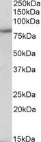 Hyperpolarization Activated Cyclic Nucleotide Gated Potassium Channel 3 antibody, STJ72293, St John