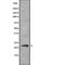 Interferon Alpha 14 antibody, abx216151, Abbexa, Western Blot image 