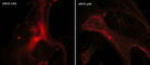 Nitric Oxide Synthase 3 antibody, NP2281, ECM Biosciences, Immunocytochemistry image 